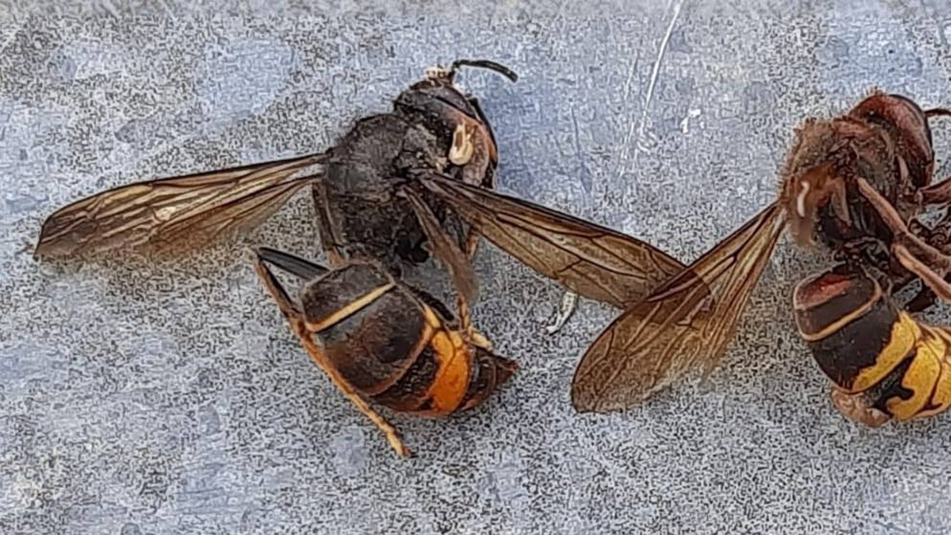 Avispa Velutina Y Asesina En Valencia Alicante Y Castell N Detectan